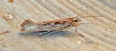 Plutella xylostella
