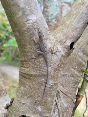 Anolis stratulus