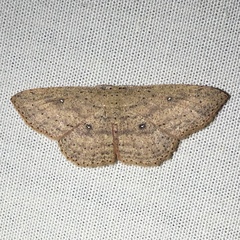 Cyclophora myrtaria