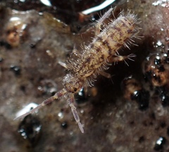 Orchesella villosa