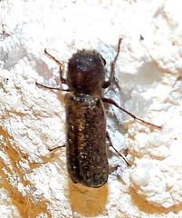 Amphicerus bicaudatus