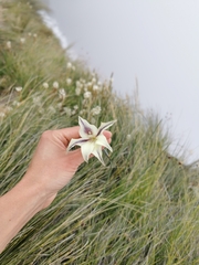 Gladiolus longicollis