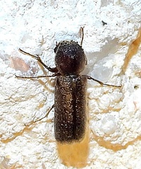 Amphicerus bicaudatus