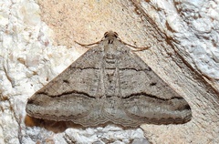 Digrammia pallorata