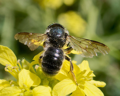 Osmia latreillei