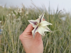 Gladiolus longicollis