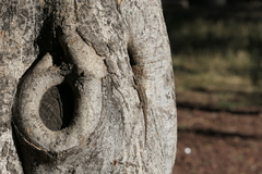 Urosaurus bicarinatus