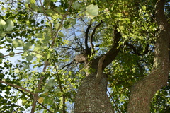 Prosopis nigra