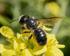 Osmia latreillei