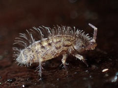 Orchesella villosa
