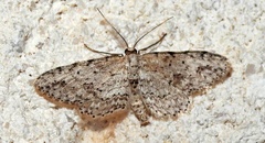 Pimaphera sparsaria