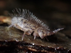Orchesella villosa