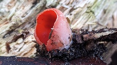 Sarcoscypha coccinea