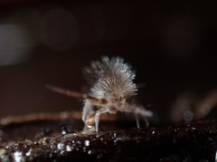 Orchesella villosa