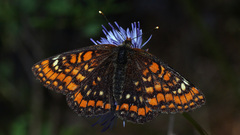 Euphydryas maturna