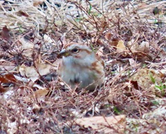 Spizelloides arborea