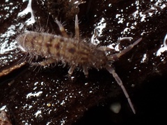 Orchesella villosa