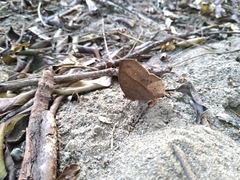 Satyrinae