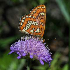 Euphydryas maturna