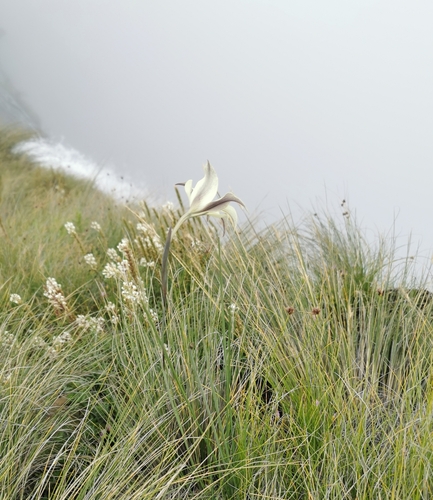 Image of Gladiolus longicollis by (c) Rukaya Johaadien, some rights reserved (CC BY)