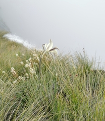 Gladiolus longicollis