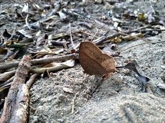 Satyrinae
