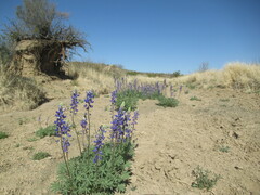 Lupinus havardii