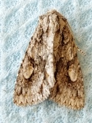 Meganephria bimaculosa