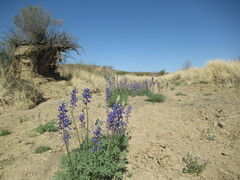 Lupinus havardii