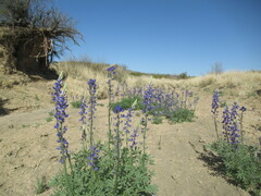 Lupinus havardii