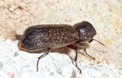 Amphicerus bicaudatus