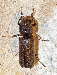 Amphicerus bicaudatus