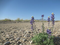 Lupinus havardii