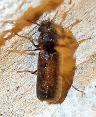 Amphicerus bicaudatus