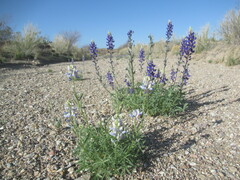 Lupinus havardii