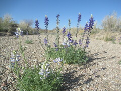 Lupinus havardii