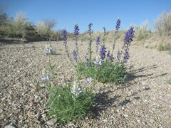 Lupinus havardii