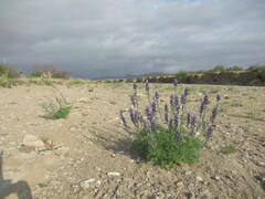 Lupinus havardii