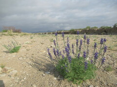 Lupinus havardii