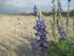 Lupinus havardii