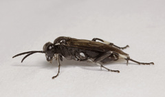 Macrophya albicincta