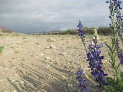 Lupinus havardii