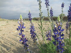 Lupinus havardii