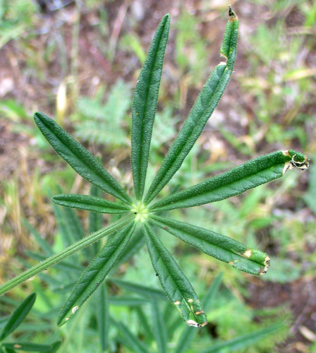 Hairy Spindlepod