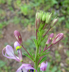 Cleome hirta