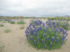 Lupinus havardii