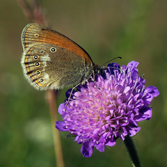 Coenonympha glycerion