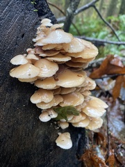 Scytinotus longinquus