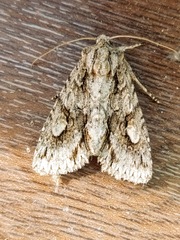 Meganephria bimaculosa