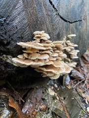 Scytinotus longinquus